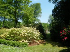 Rhododendronpark 5