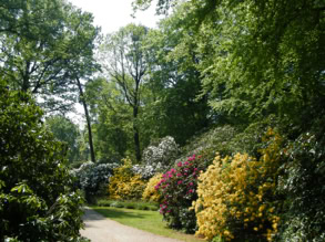 Rhododendronpark 17