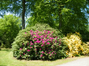 Rhododendronpark 17